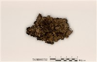 藏品(日本斑葉衣)的圖片